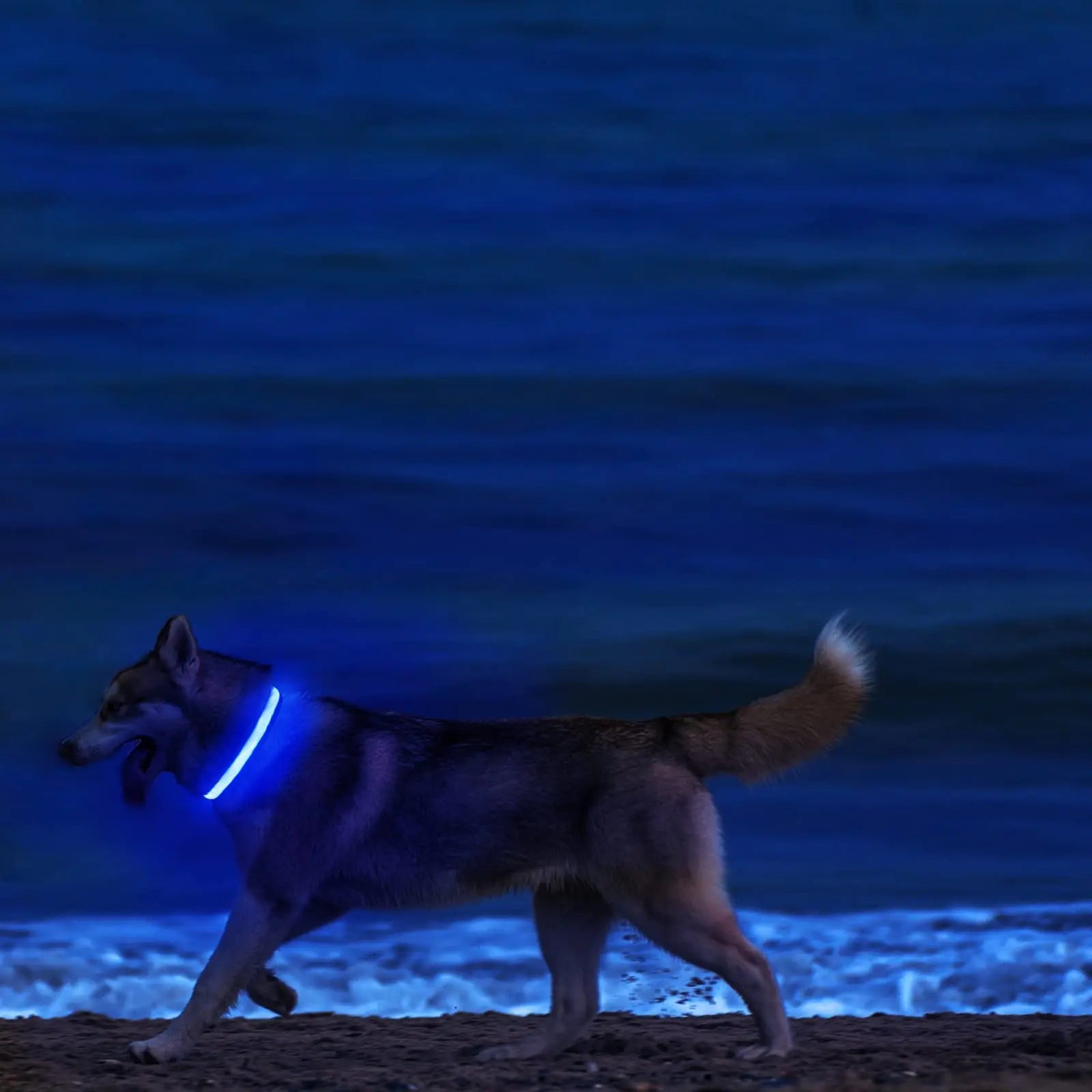 LED Dog Collar - USB Rechargeable Safety Light